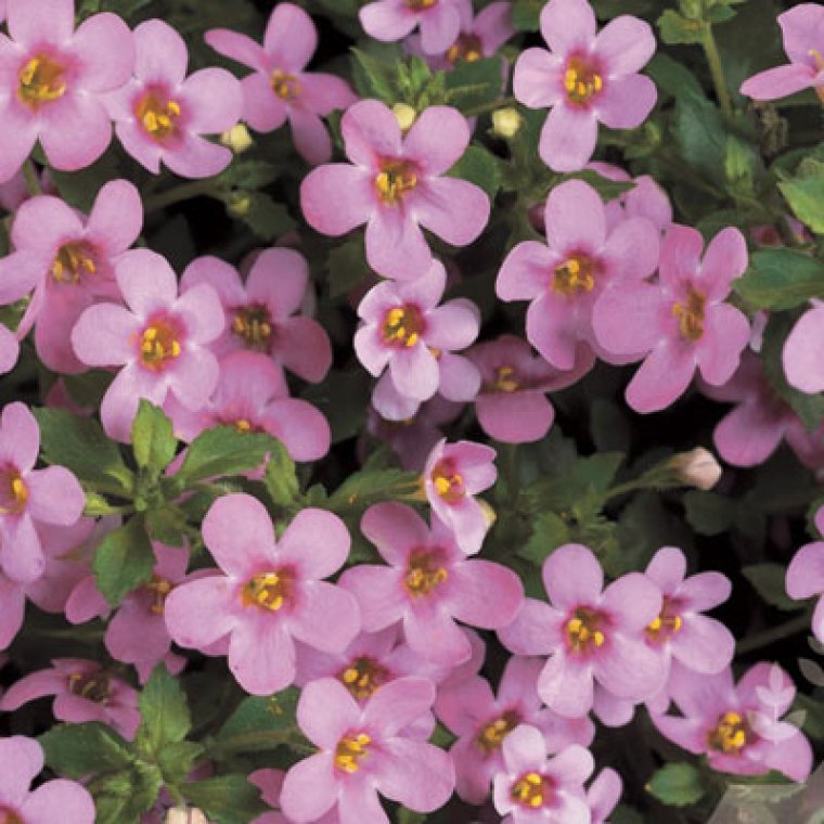 bacopa pink